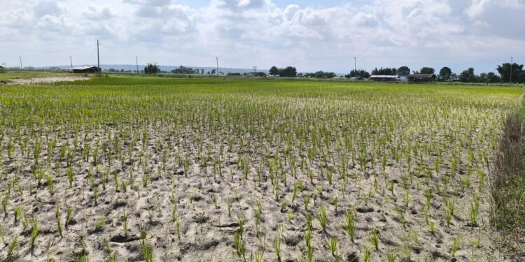 पानी नपर्दा सुक्यो धानको ब्याड