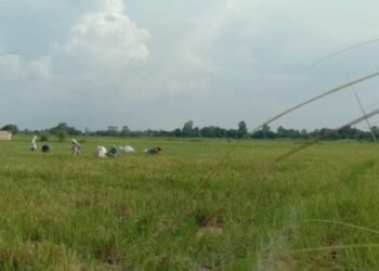 भएन डुबान, भित्र्याए किसानले चैते धान