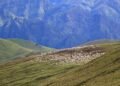 पर्यटकलाई आकर्षित गर्ने बुकीपाटनका भेडीगोठ