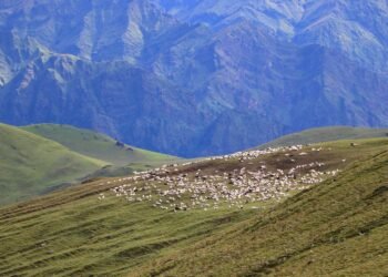 पर्यटकलाई आकर्षित गर्ने बुकीपाटनका भेडीगोठ