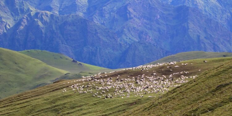 पर्यटकलाई आकर्षित गर्ने बुकीपाटनका भेडीगोठ