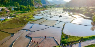 गण्डकीमा ७९ हजार बढी हेक्टरमा रोपाइँ