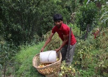 चालीस रोपनीमा गोलभेँडा फलाउँछन् कमल