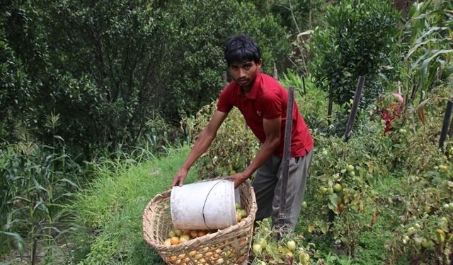 चालीस रोपनीमा गोलभेँडा फलाउँछन् कमल