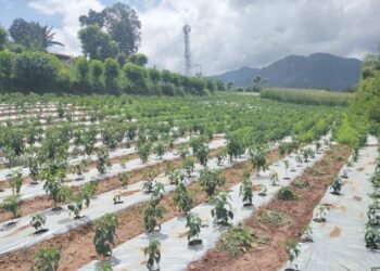 कालीगण्डकीमा व्यावसायिक अकबरेखेती