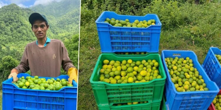 कागतीले बजार नपाउँदा निराश