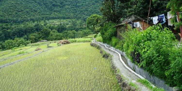 बाउन्न हेक्टरमा सिँचाइ सुविधा विस्तार