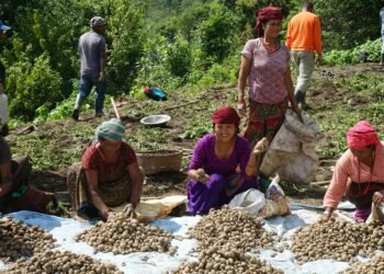 म्याग्दीमा ३५ हजार मेट्रिक टन आलु उत्पादन