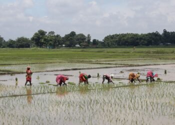 मनसुनी वर्षा : रोपाइँलाई राहत