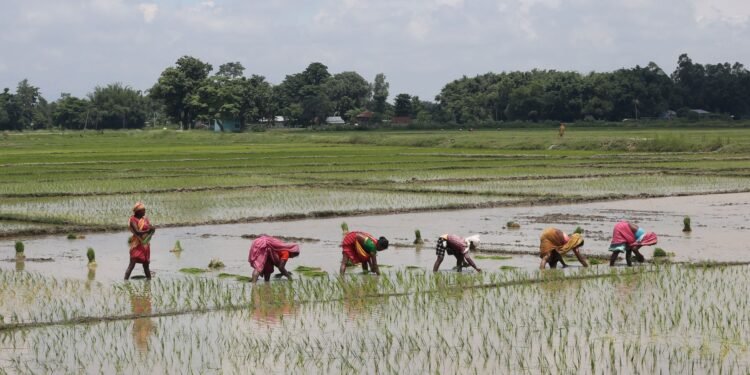 मनसुनी वर्षा : रोपाइँलाई राहत