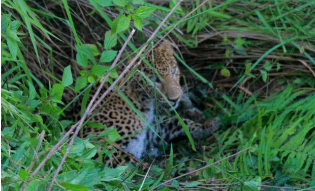 चितुवाले खोरबाटै खसीबाख्रा लान थालेपछि लोसेवासी चिन्तित