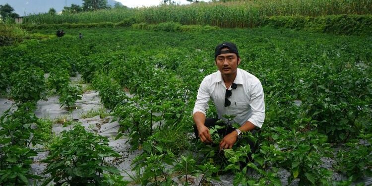 कराते खेलाडी अकबरे खुर्सानीखेतीमा व्यस्त