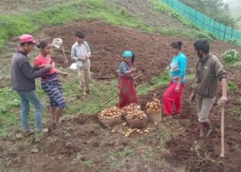 आलु बिक्री गर्न कोसेली घर सञ्चालन