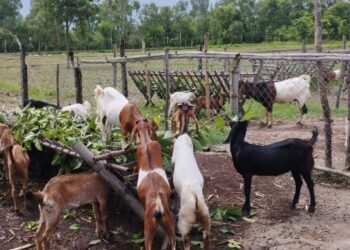 बाख्रापालनमा जमेका चन्द दम्पती