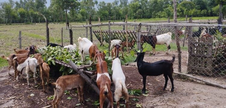 बाख्रापालनमा जमेका चन्द दम्पती
