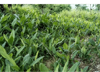 बाँदरको दुःखले दिएपछि व्यावसायिक बेसारखेती