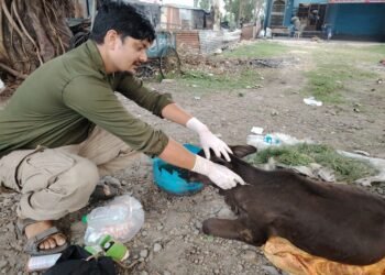 घाइते छाडा चौपायाको उद्धारमा विष्णु