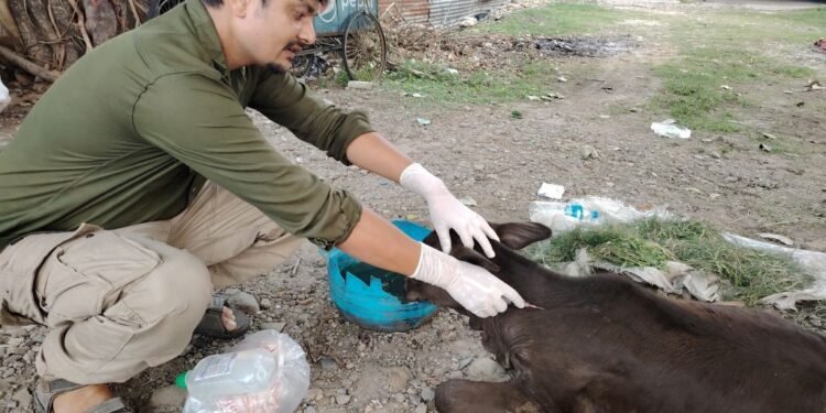 घाइते छाडा चौपायाको उद्धारमा विष्णु