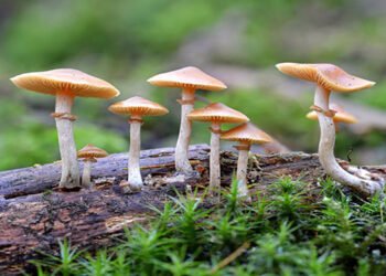 रुकुम पूर्वमा जंगली च्याउ खाँदा दिदी–भाइको मृत्यु
