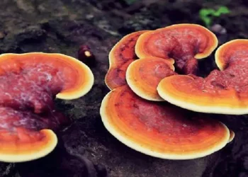 कञ्चनपुरमा विषालु च्याउ सेवन गर्दा एकैपरिवारका पाँच जना बिरामी