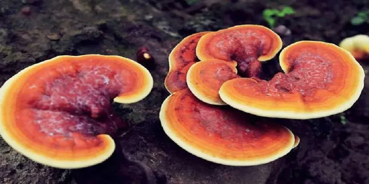 कञ्चनपुरमा विषालु च्याउ सेवन गर्दा एकैपरिवारका पाँच जना बिरामी