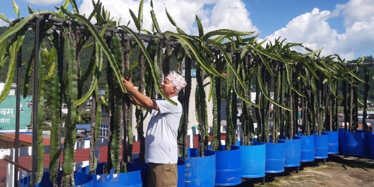 पोखरामा कौसीखेतीप्रति आकर्षण बढ्दै
