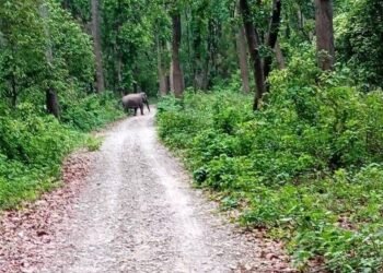 चुरेमा हात्तीको बथान, बस्तीमा त्रास