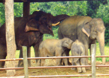 हात्ती प्रजनन केन्द्रमा ३३ वर्षमा ६८ छावा जन्मिए