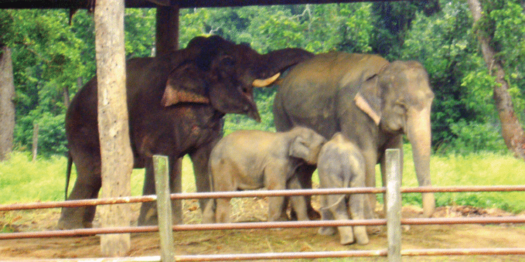हात्ती प्रजनन केन्द्रमा ३३ वर्षमा ६८ छावा जन्मिए