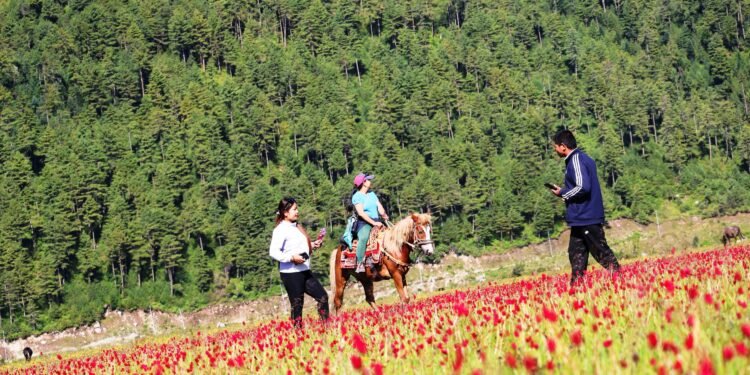 रङ्गीबिरङ्गी फूलले सजिएको ढोरपाटन