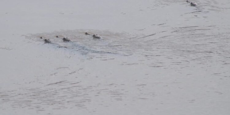 कर्णालीसहित सहायक नदीमा बच्चा हुर्काउँदै जलप्राणी