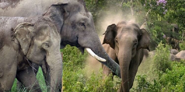 हात्तीको आक्रमणबाट मृत्यु