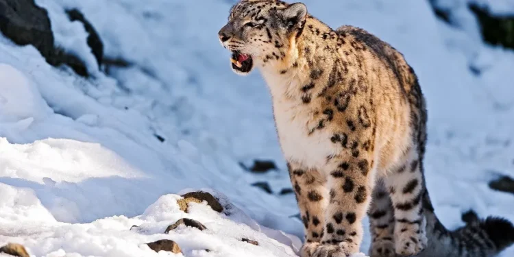 हिउँ चितुवाको संकटसँग संघर्ष: उपल्लो मुस्ताङका पशुपालक किसानलाई राहत वितरण