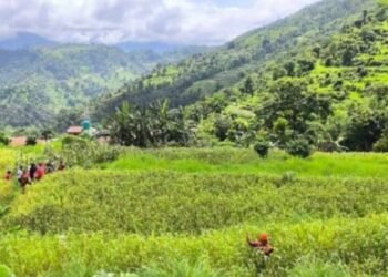 बाँदरको समस्याको विकल्पमा कागुनोखेती