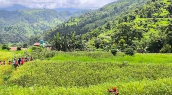 बाँदरको समस्याको विकल्पमा कागुनोखेती