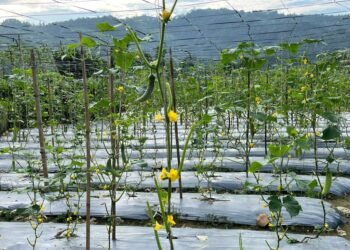 व्यावसायिक काँक्रोेखेतीमा रमाउँदै पौडेल दाजुभाइ