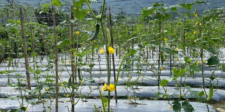 व्यावसायिक काँक्रोखेतीमा रमाउँदै पौडेल दाजुभाइ