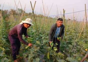 करिब दुई रोपनी जमिनमा लगाइएको काँक्रोखेतीबाट रु साढे दुई लाख कमाई
