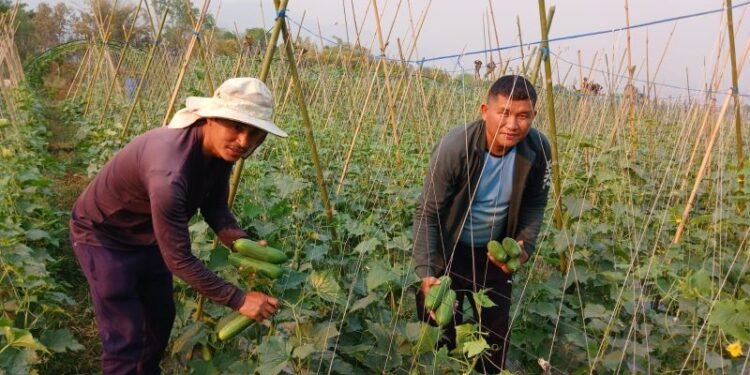 करिब दुई रोपनी जमिनमा लगाइएको काँक्रोखेतीबाट रु साढे दुई लाख कमाई