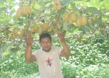 किवीखेतीबाट गाउँमै भविष्य खोज्दै युवा