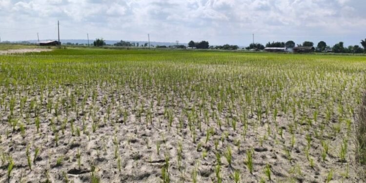 सुक्खाग्रस्त क्षेत्रमा राहत दिन आठ बुँदे निर्णय