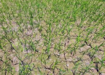 सुक्खाग्रस्त संकटलाई सम्बोधन गर्न यस्ता छन् कार्ययोजना