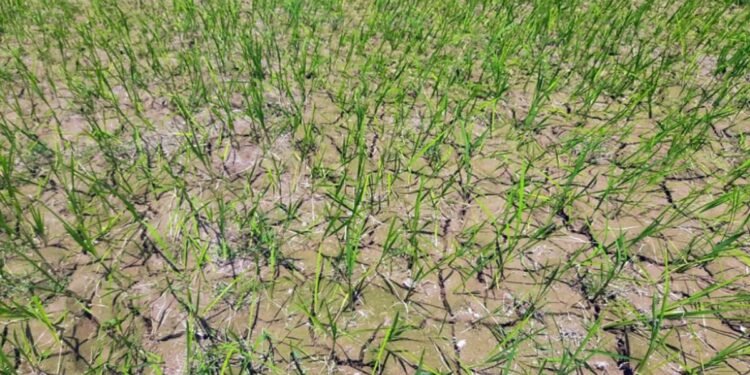 सुक्खाग्रस्त संकटलाई सम्बोधन गर्न यस्ता छन् कार्ययोजना