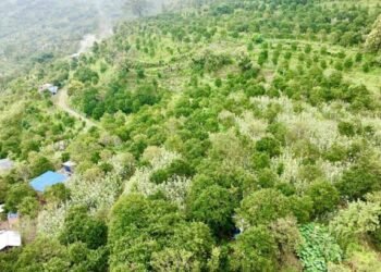 एक सय ५७ रोपनीमा सुन्तलाखेती विस्तार