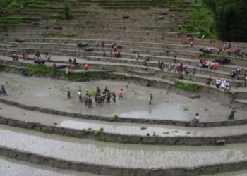 तिलाहारमा बेठीका साथ रोपाइँ