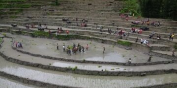 तिलाहारमा बेठीका साथ रोपाइँ