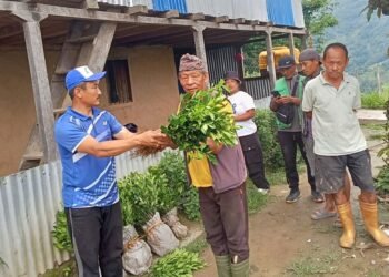 खावाको कृषि पकेट क्षेत्रमा सुन्तलाको विरुवा वितरण