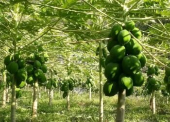 मेवा बिक्रीबाट आम्दानी गर्दैै सहकारी