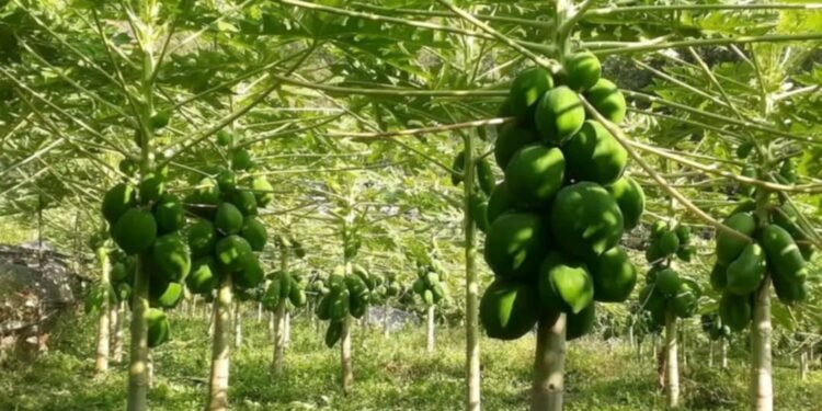 मेवा बिक्रीबाट आम्दानी गर्दैै सहकारी