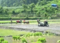गुल्मीमा ८७ प्रतिशत क्षेत्रफलमा रोपाइँ